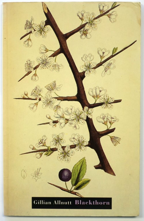 Blackthorn