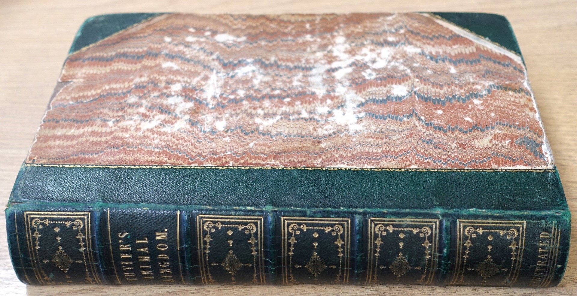 Cuvier's Animal Kingdom: The Animal Kingdom, Arranged After its Organisation: Forming a Natural History of Animals and an Introduction to Comparative Anatomy: A New Edition: Illustrated